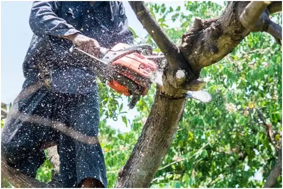 tree services Hacienda San José